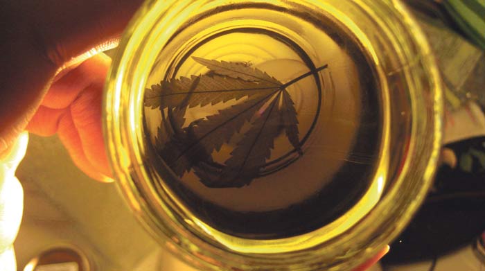 El aceite de marihuana promete tratar la fibromialgia