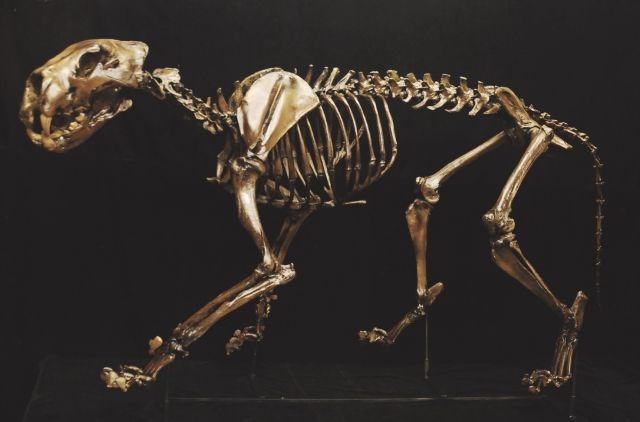 Paleontólogos rusos planean clonar al león cavernario extinto hace 10.000 años
