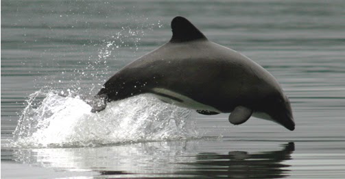 Castro y Quellón lideran los avistamientos del delfín chileno en el país