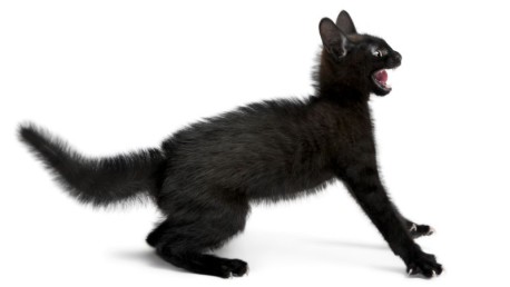 No cometas la estupidez de asustar a tu gato con un pepino. Acá te contamos porqué