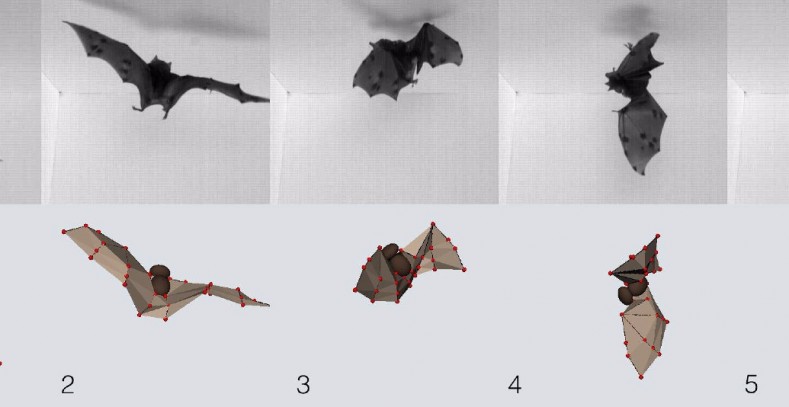 Por qué los murciélagos pueden aterrizar al revés