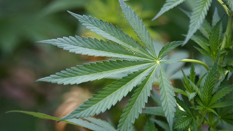 Por 3 plantas y 700 gramos de marihuana condenan y multan a sujeto en Peumo