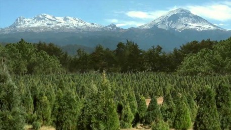 Regulan medidas ecológicas en árboles de navidad