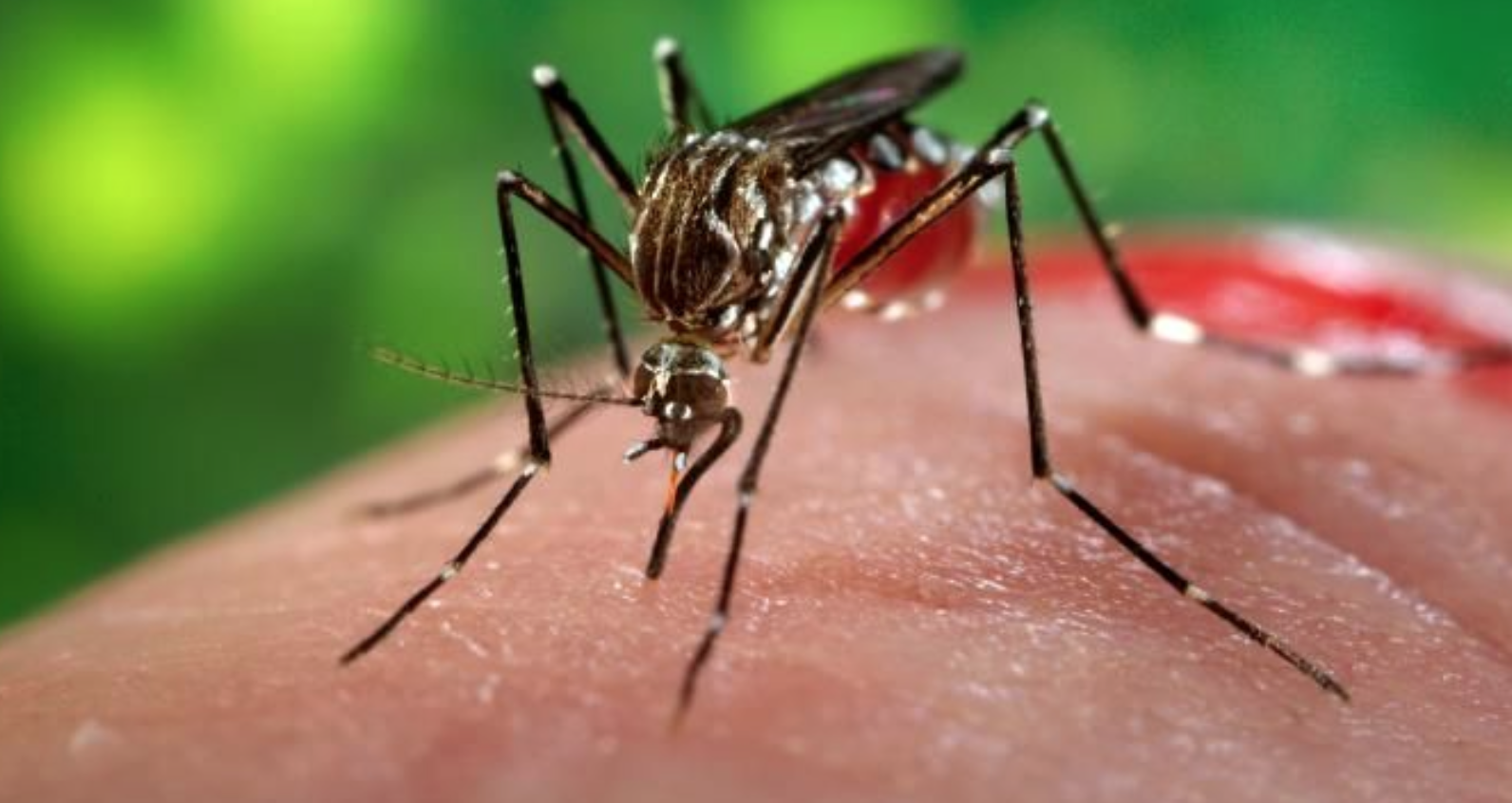 Chikungunya y zika una forma de control social y ganancias a privados. Denuncian