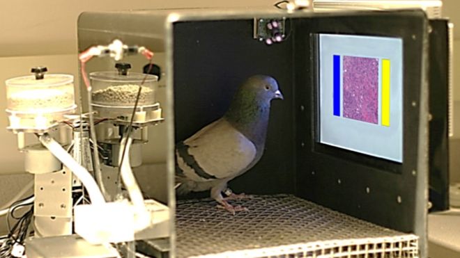 Investigadores entrenan palomas para detectar el cáncer