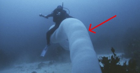 Conoce a los unicornios de mar, uno de los habitantes más extraños del fondo marino