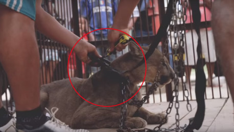 ¡Conmovedor! Mira la reacción de este puma al ser liberado tras dos décadas encadenado en un circo