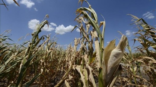 Fuerte sequía afeca a 2,3 millones de personas con cosechas perdidas en Centroamérica