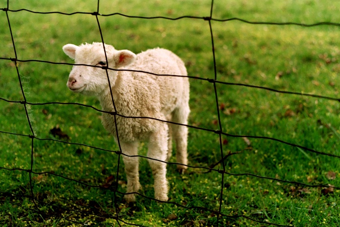 Europa avanza hacia la prohibición de clonación de animales