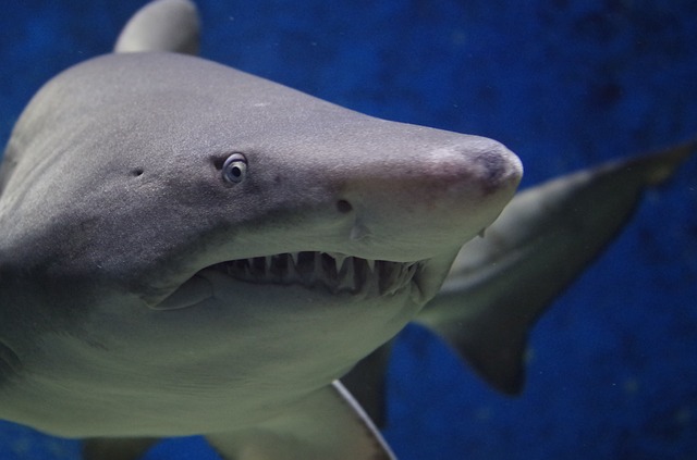 A los tiburones blancos les gusta el Heavy Metal (+VIDEO)