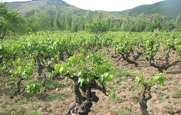 Viñas necesitan cerca de 6 mil técnicos al año en Chile