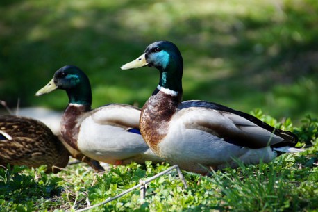 Por qué JAMÁS debes darles migas de pan a los patos