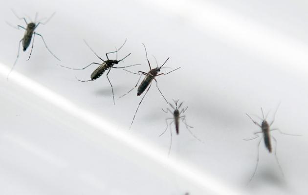 Primeros casos de zika en México