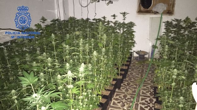 Encuentran 1500 plantas de marihuana en una casa