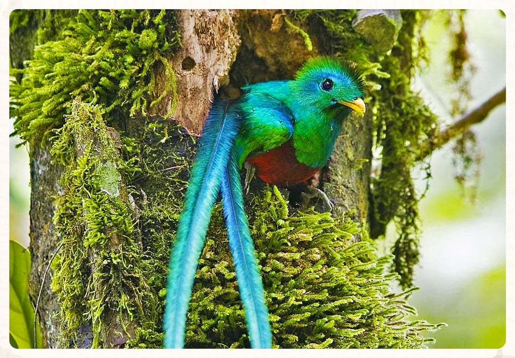 El Quetzal en grave peligro de extinción: UNAM