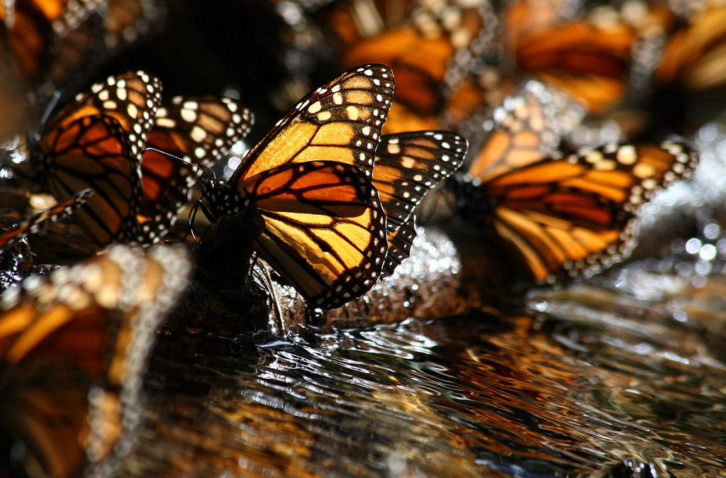 Se recupera la población de Mariposa Monarca en Michoacán