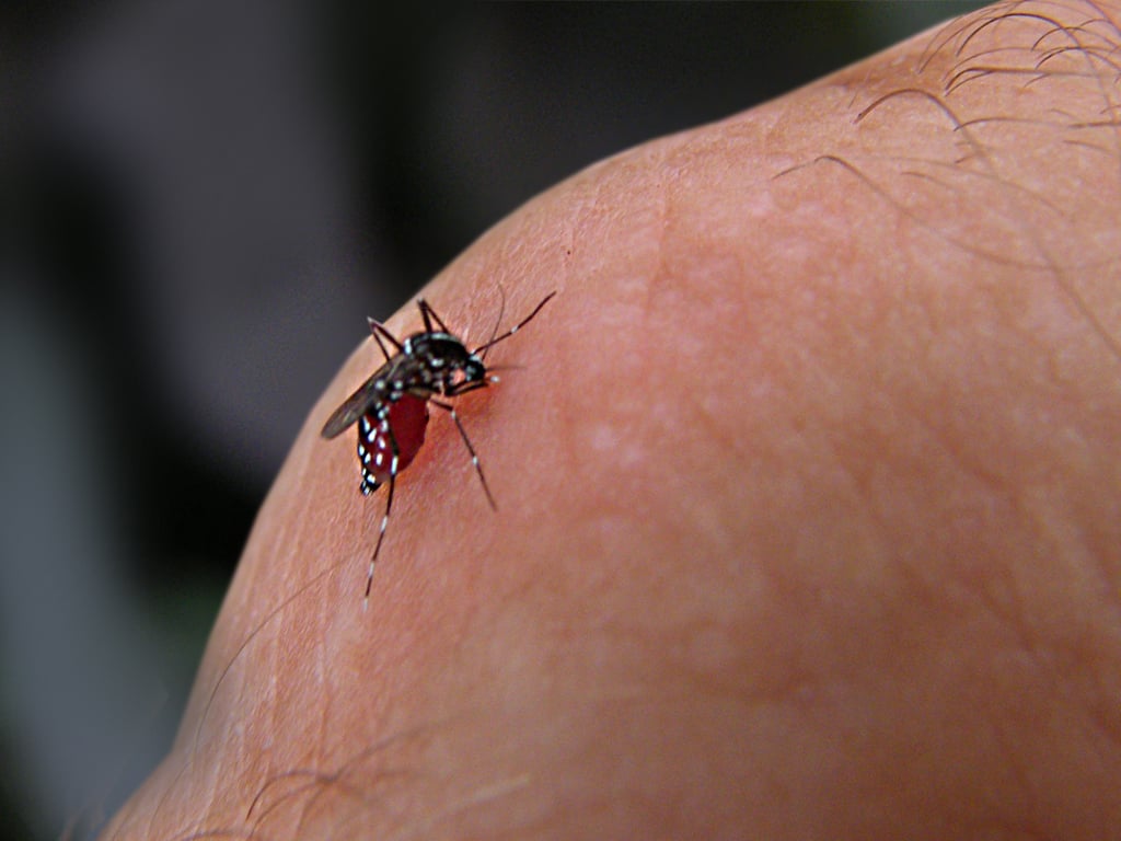 México será el primer país en el mundo en aplicar vacuna contra el dengue