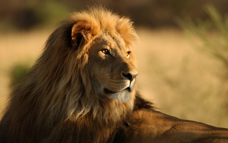 El león africano entra oficialmente en la lista de especies en peligro