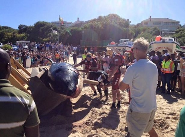 Una orca varó en una playa sudafricana y lo que encontraron en su estómago fue horrible