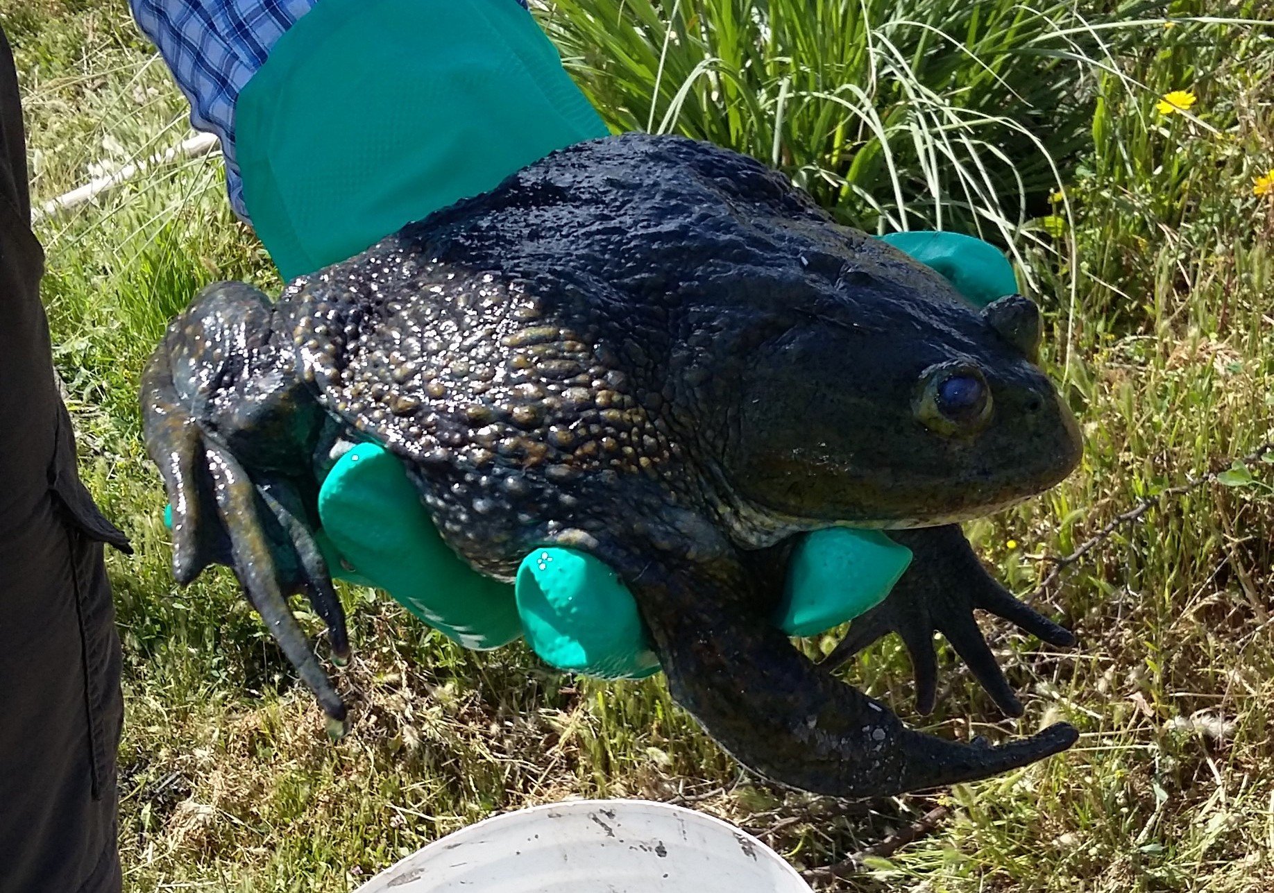 Encuentran una rana chilena gigante en Leyda