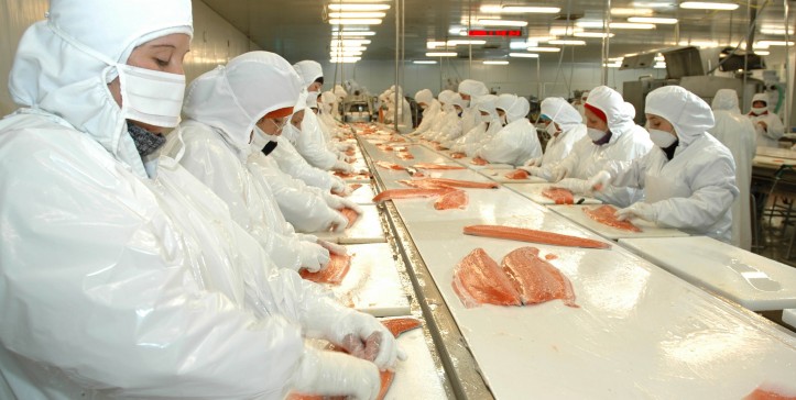 Industria salmonera otra vez al banquillo: ahora por los antibióticos