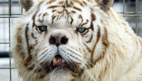 No podrás creer la razón por la que este tigre nació con Síndrome de Down