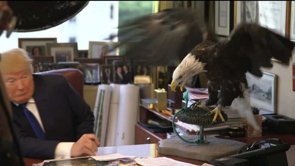 Estados Unidos: Águila calva ataca a Donald Trump en sesión fotográfica de revista Time