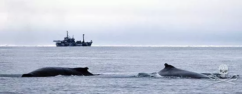 A Japón no le será fácil cazar ballenas: Australía y Sea Shepherd enviarían barcos a vigilar aguas antárticas