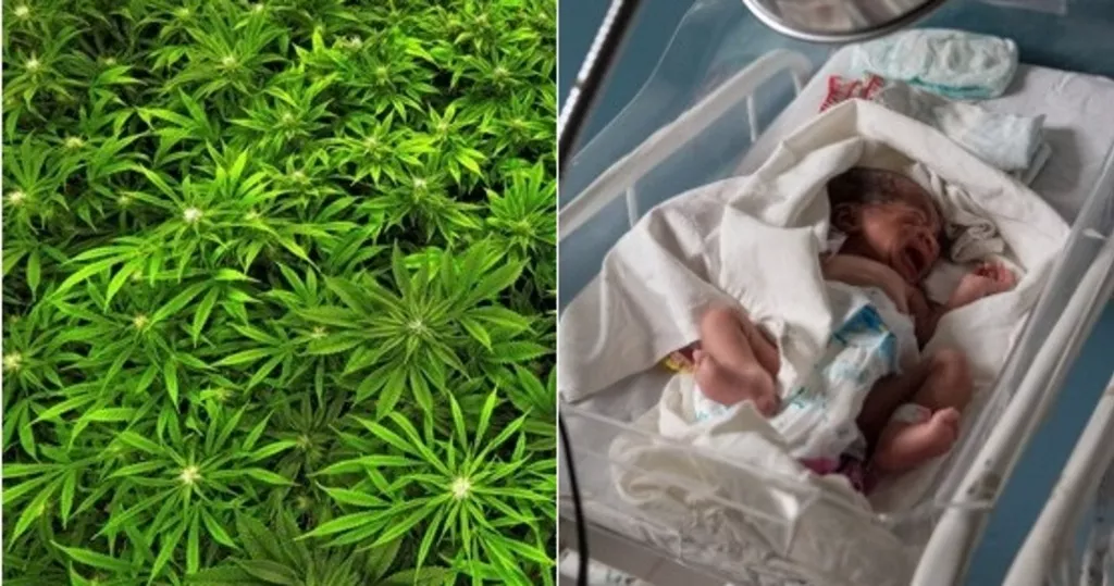 No la dejan ver a su hija recién nacida por decir que fumaba marihuana