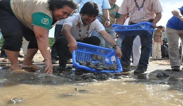 Bolivia: liberan cien mil tortugas en la región de la Amazonia