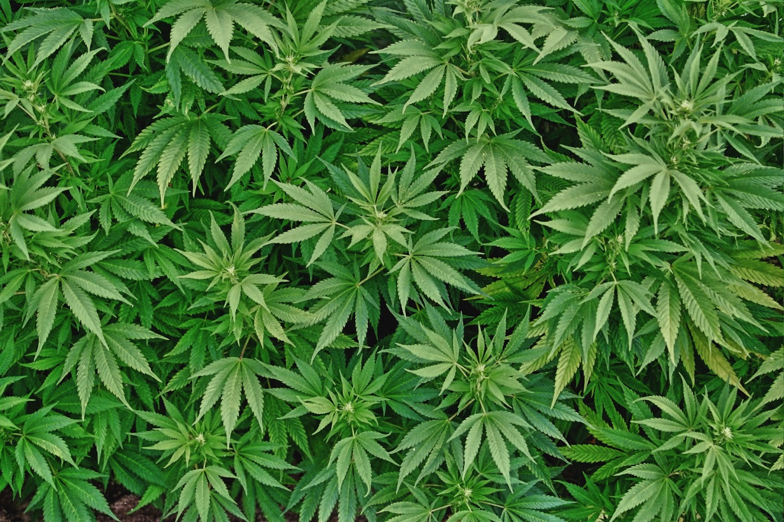Una persona es arrestada por minuto en EE.UU. por tener una plantita de marihuana