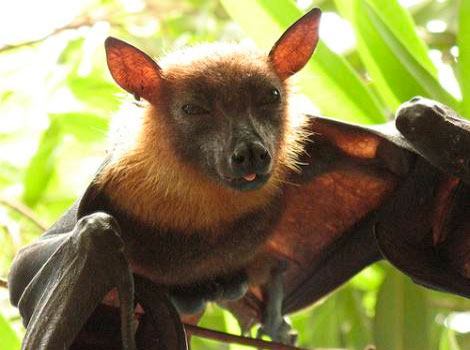 Investigan murciélagos para preservar su especie