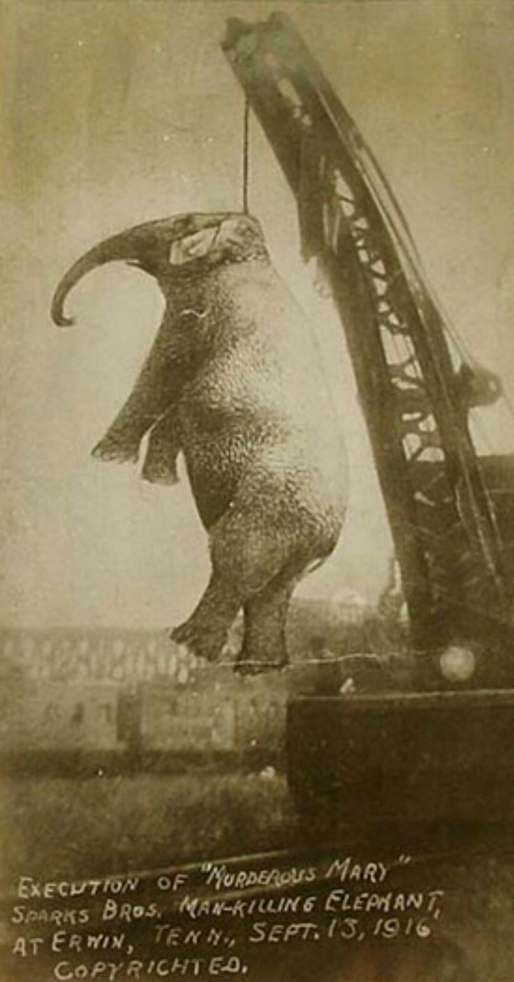 La historia del pueblo que colgó a un elefante de una grúa