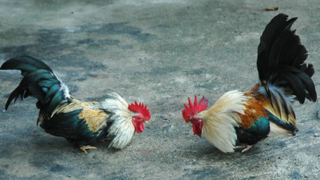 Peleas de gallos en Latinoamérica: ¿Tradición o maltrato animal?