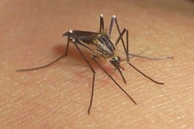 Guatemala confirma 29 casos de virus del Zika Guatemala