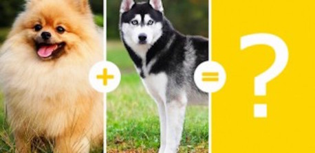 15 Perros encantadores que son el resultado de mezclas poco comunes