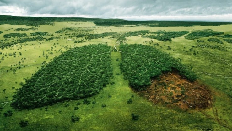 Las emisiones de carbono tienen a los árboles fatigados