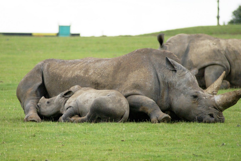 Alertan sobre la extinción del rinoceronte blanco