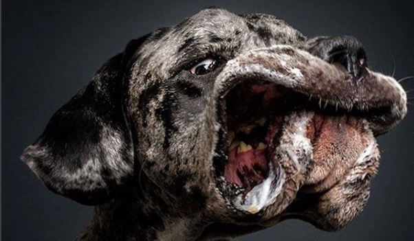 El maravilloso trabajo fotográfico detrás de los «perros con caras graciosas»
