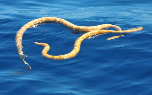 Aparecen en Australia dos serpientes marinas que se creían completamente extintas