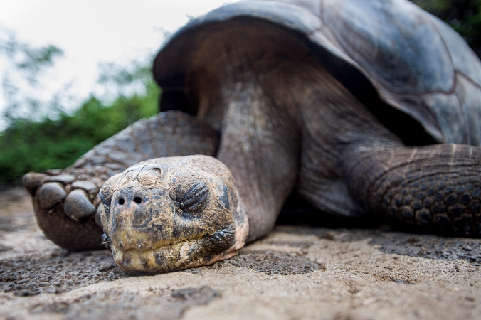 Galápagos: investigadores planean recuperar a la tortuga gigante extinta hace tres años
