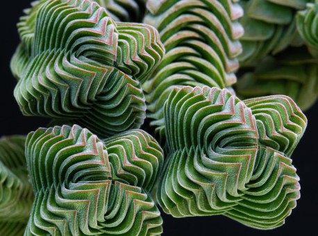Maravíllate con las hermosas formas geométricas de diferentes plantas