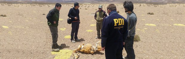 Interponen querella ante hallazgo de vicuña muerta