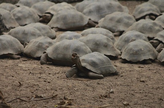Por primera vez en años encuentran tortugas bebés en las Islas Galápagos