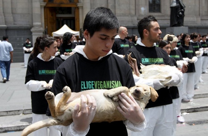 Animalistas realizarán polémica intervención en Plaza Italia