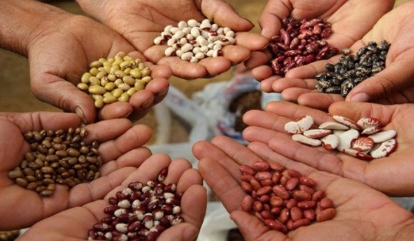 Venezuela aprueba Ley de Semillas que busca proteger la seguridad alimentaria del país