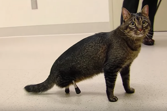 YouTube: Gatito que fue abandonado por anomalía ahora camina gracias a implantes de titanio