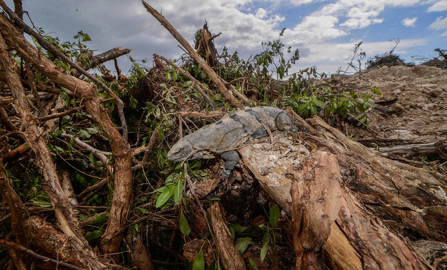 Denunciarán en instancias internacionales ecocidio en Tajamar