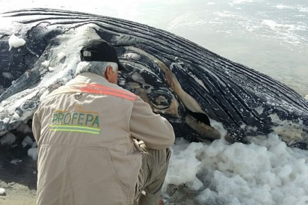 Aparece ballena muerta en Baja California