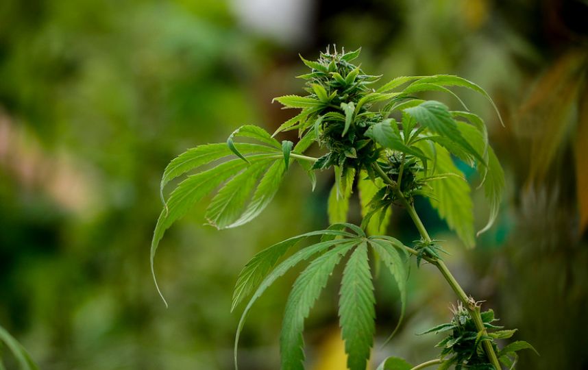 Presentan el cultivo de cannabis más grande de América Latina